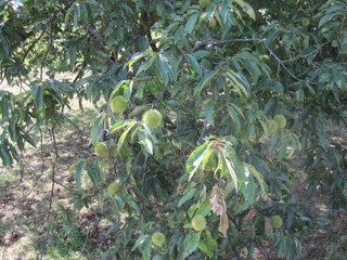 IMG_4312.JPG
